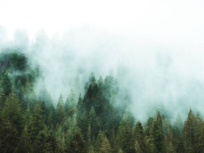 Natur Nebel
