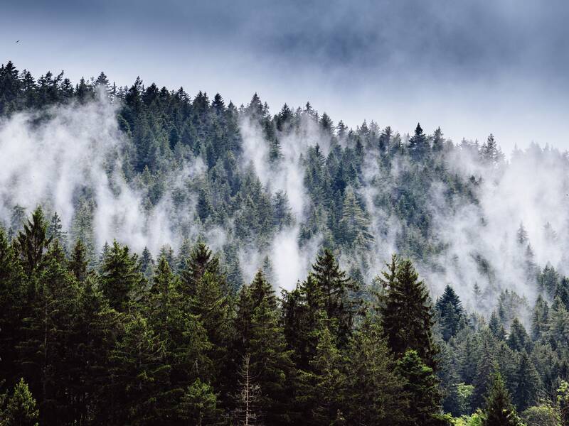 Dichter, nebliger Dampf zieht durch einen üppigen grünen Tannenwald unter einem bewölkten Himmel.
