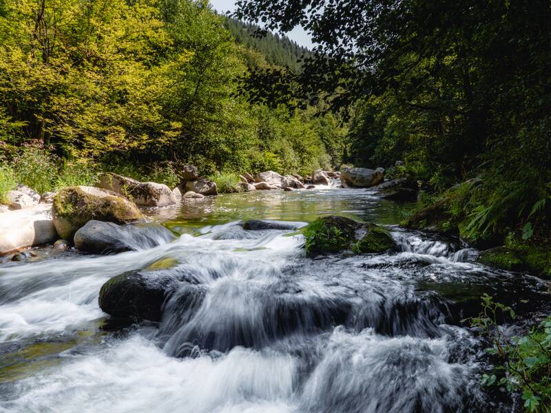 Ein klarer Bach fließt rauschend über Felsen durch einen dicht bewaldeten Bereich.