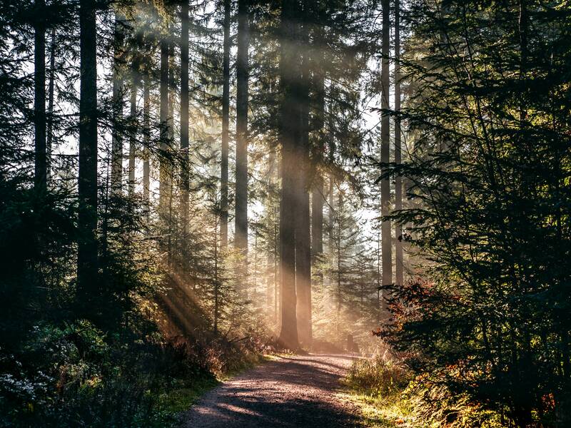 Ein Waldweg ist von hohen Bäumen umgeben, durch die Sonnenstrahlen fallen und eine friedliche Atmosphäre erzeugen.