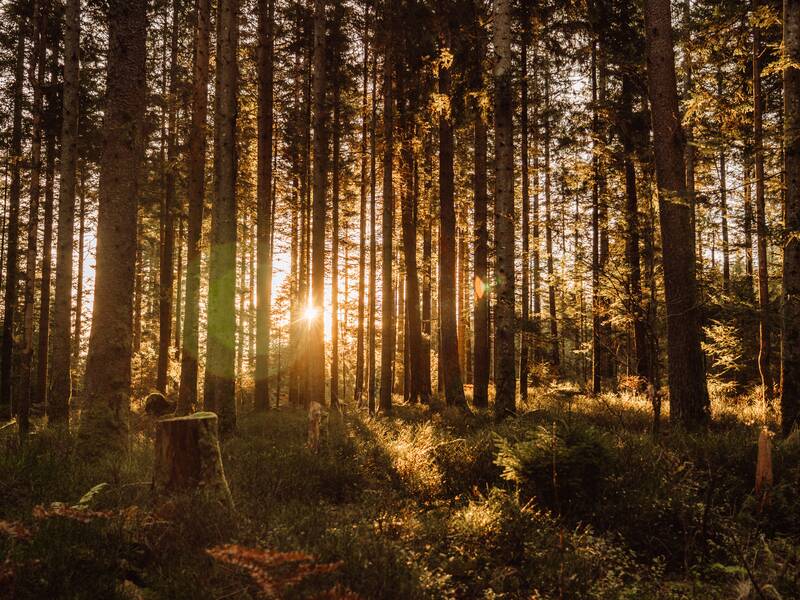 Ein dichter Wald wird von warmem, goldenem Sonnenlicht durchströmt.